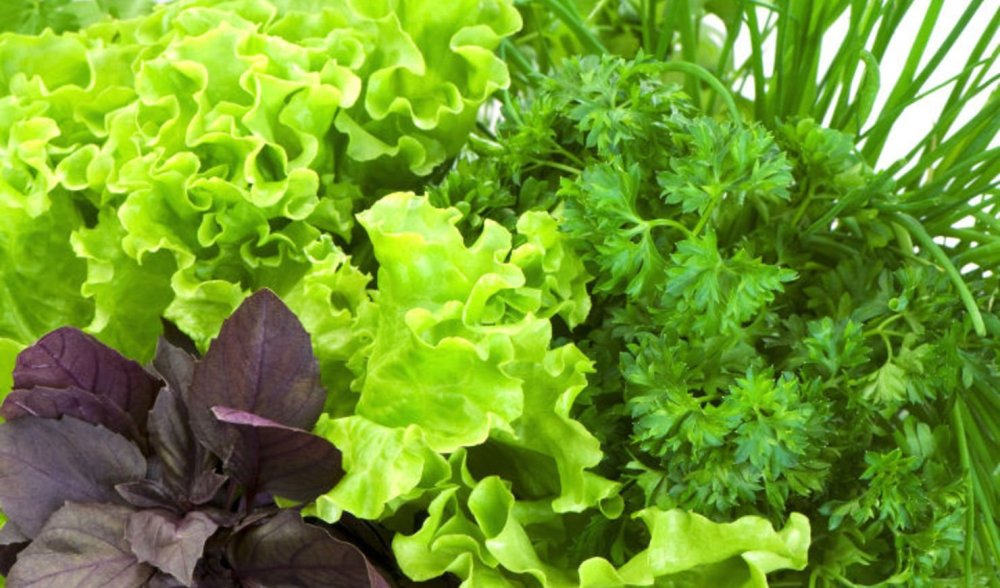 Петрушка, сельдерей, укроп, руккола, базилик ...