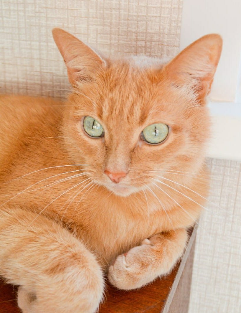 Рыжий кот дома