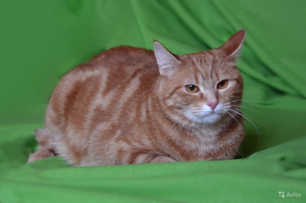 Сибирский гладкошерстный рыжий кот фото