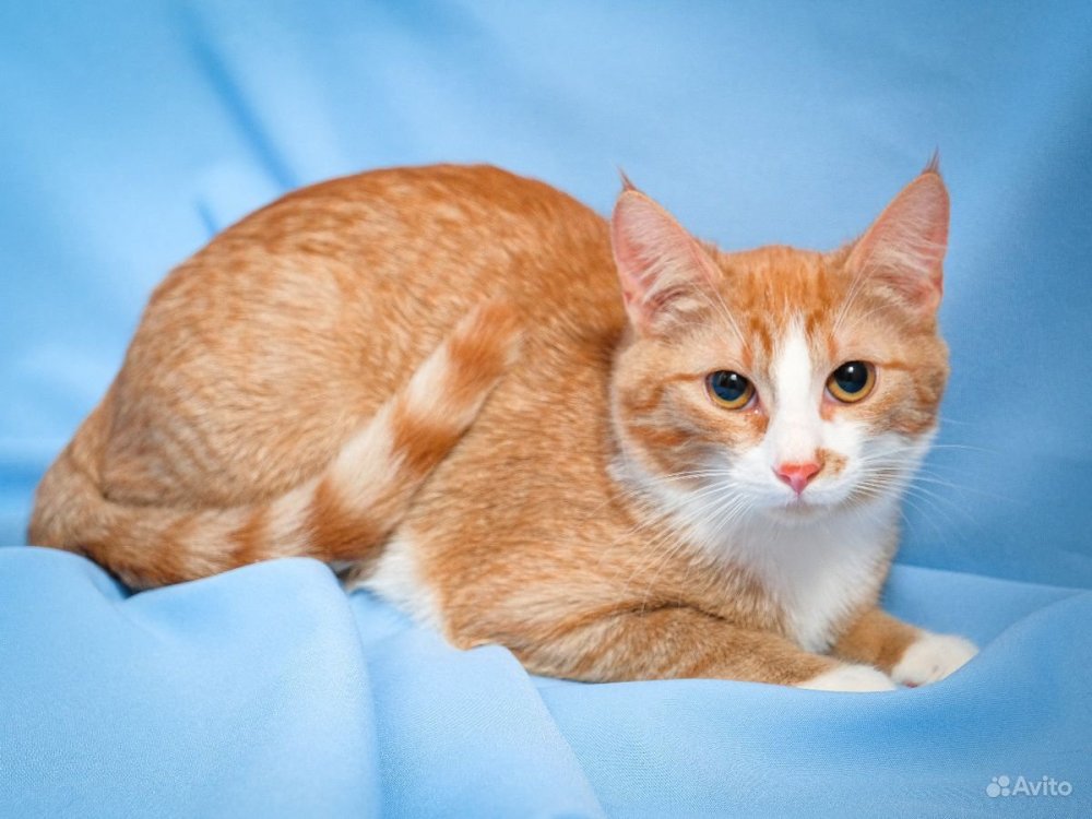 Самые дорогие кошки рыжие
