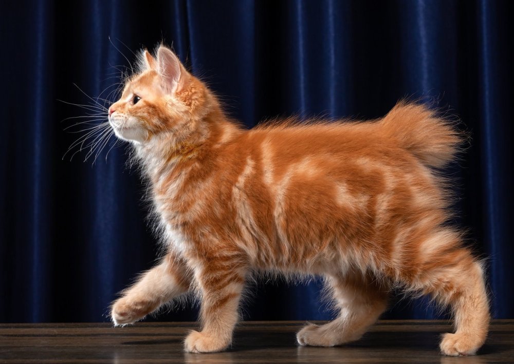 Курильский бобтейл рыжий