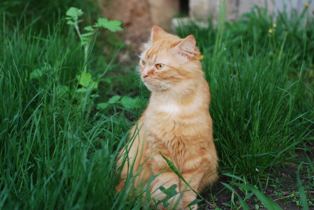 Рыжая кошка с изумрудными глазами