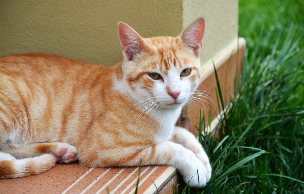 Бенгальская короткошерстная кошка рыжая