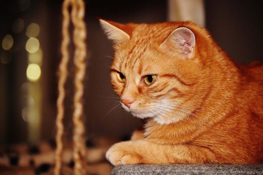 Сибирский гладкошерстный рыжий кот