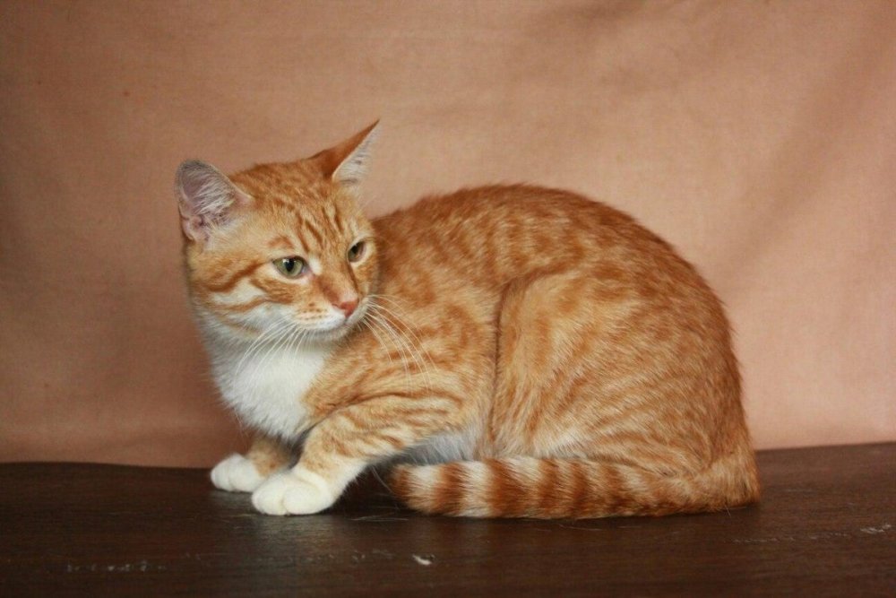 Макрелевый табби рыжий