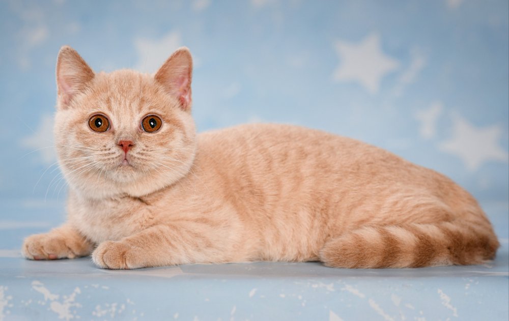 Британская короткошёрстная кошка кремовая