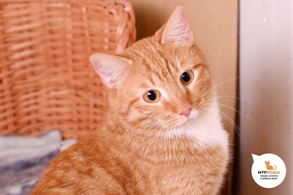 Рыжие котята в Муркоша