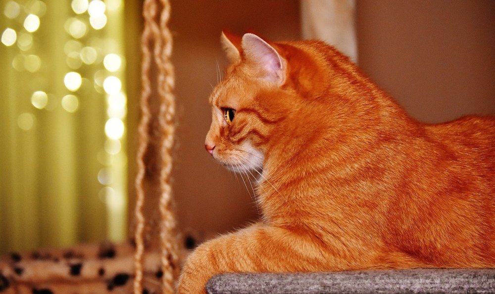 Рыжий кот Рэд Кэт