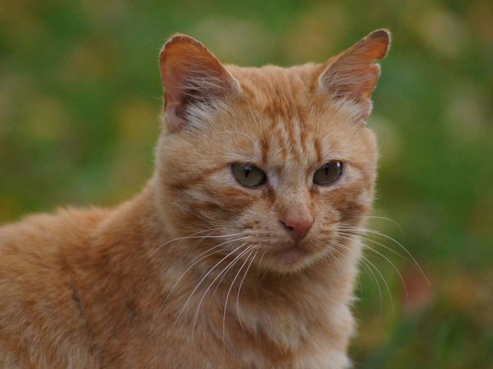 Сибирская кошка рыжая гладкошерстная