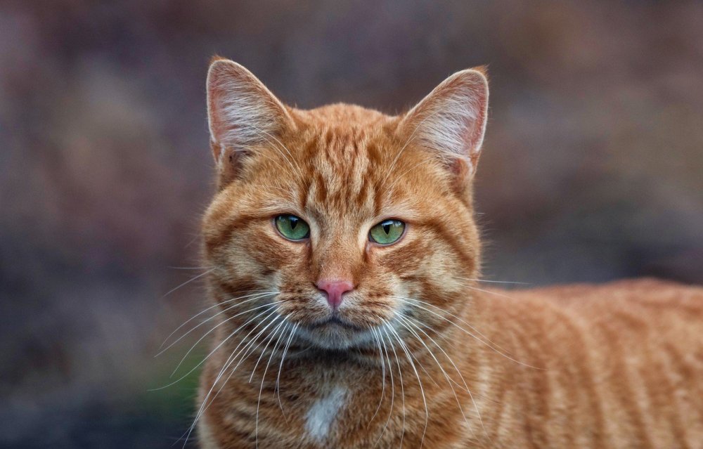 Сибирский гладкошерстный рыжий полосатый кот