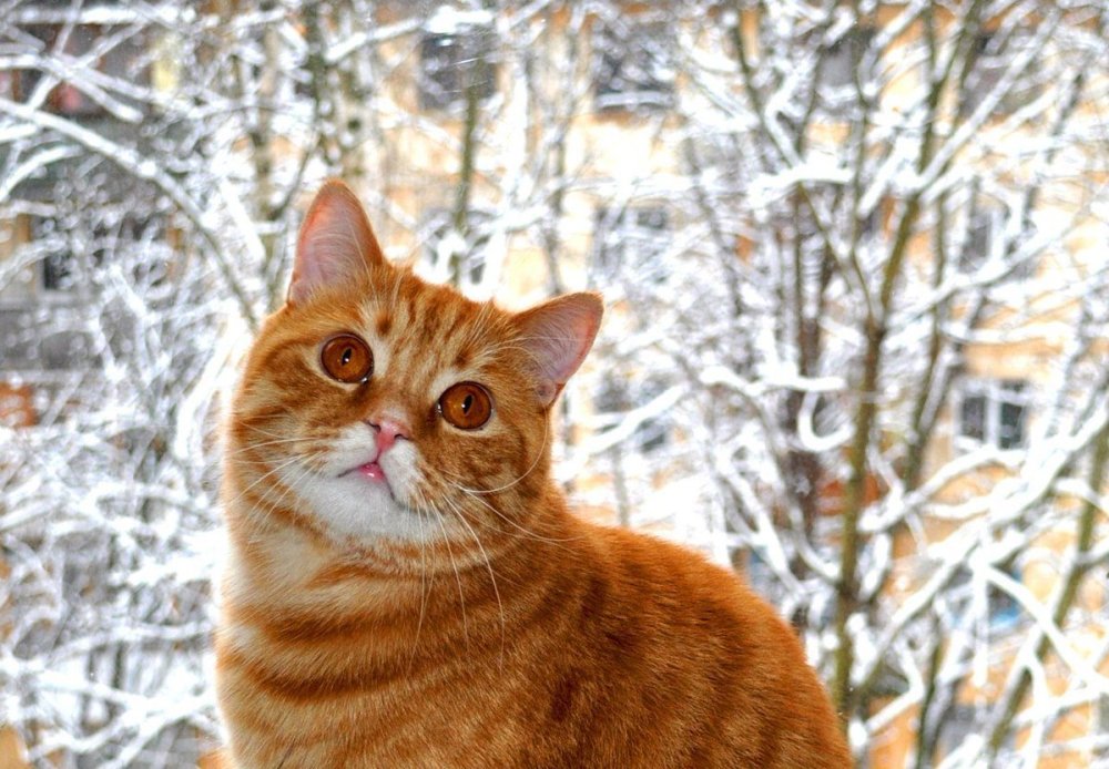 Рыжие коты на снегу