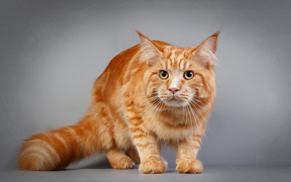 Американский керл гладкошерстный рыжий