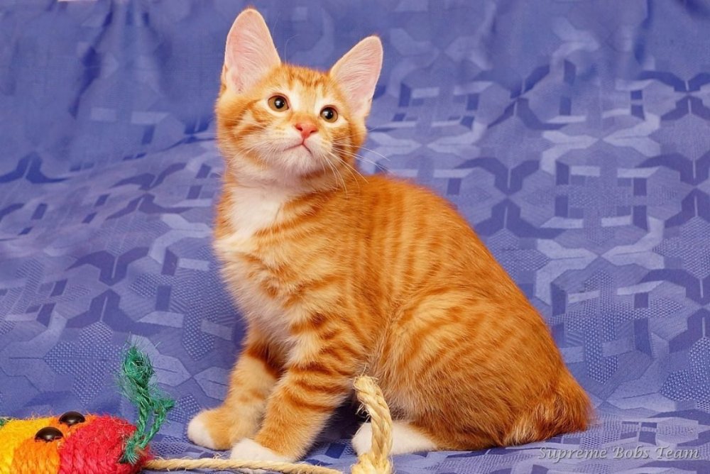 Курильский бобтейл рыжий