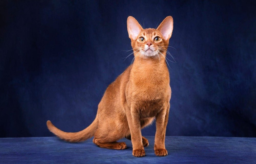 Абиссинская кошка