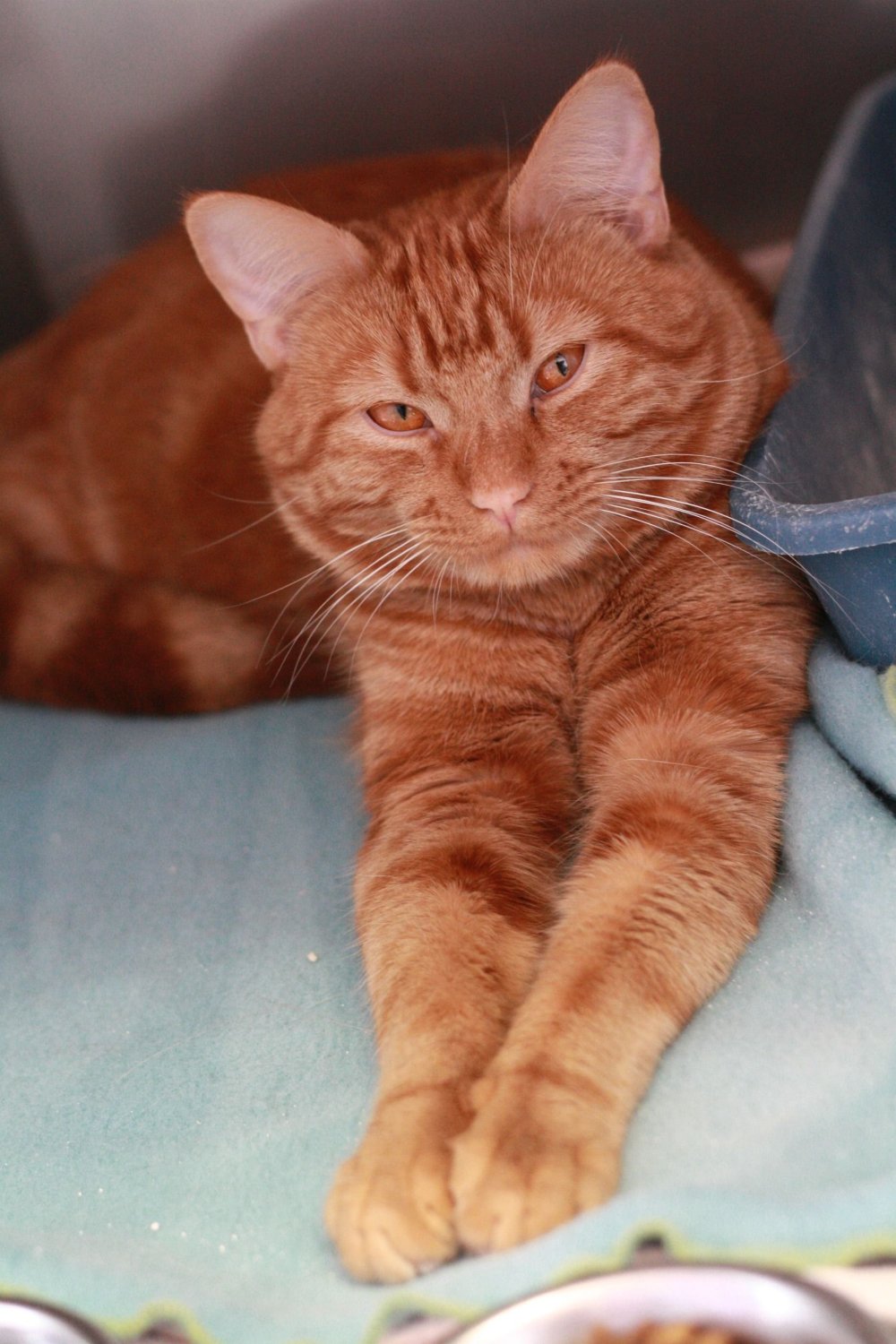 Аравийский МАУ рыжий