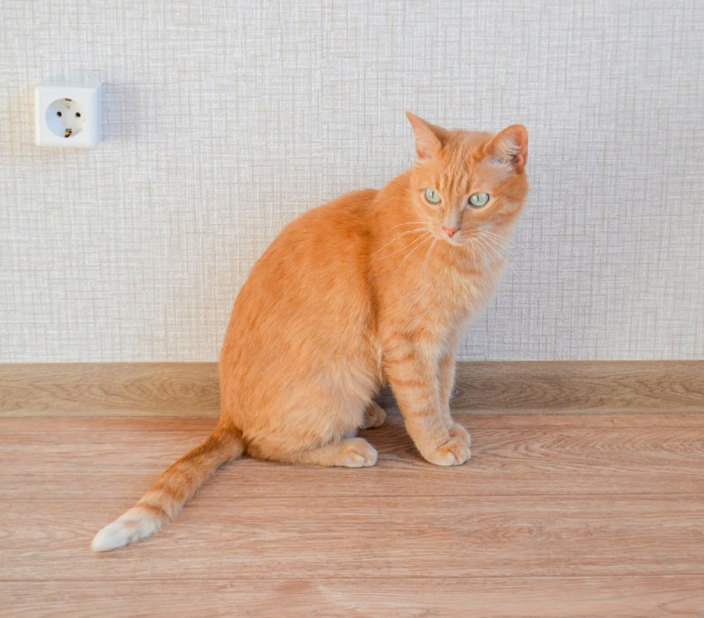 Кот Барбарис