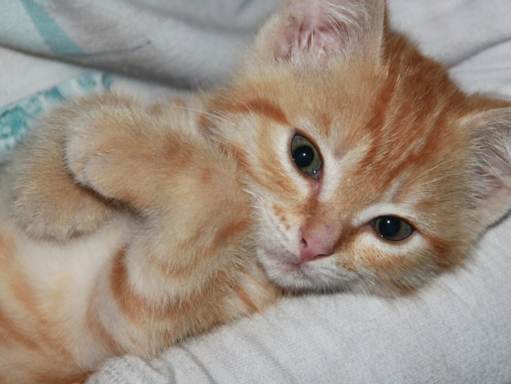 Рыжие котята 2 недели