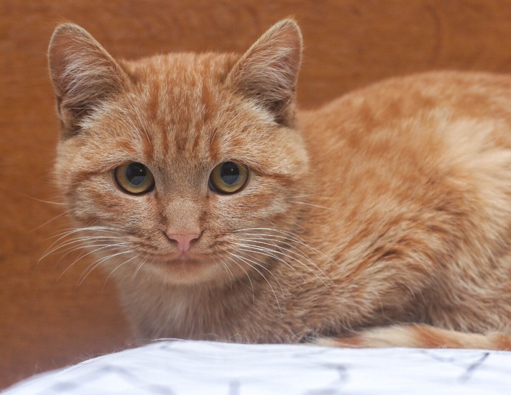 Макрелевый табби рыжий