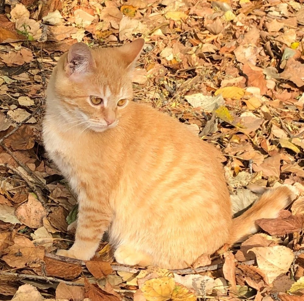 Рыжий котенок 4 месяца