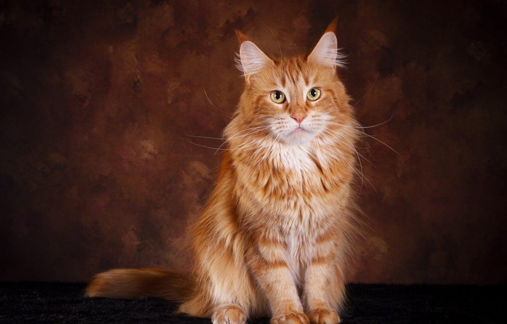 Рыжий кот Мейн кун