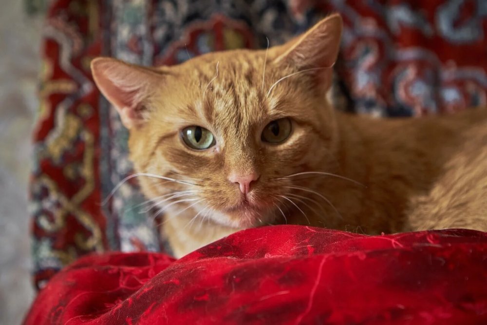 Сибирский гладкошерстный рыжий кот