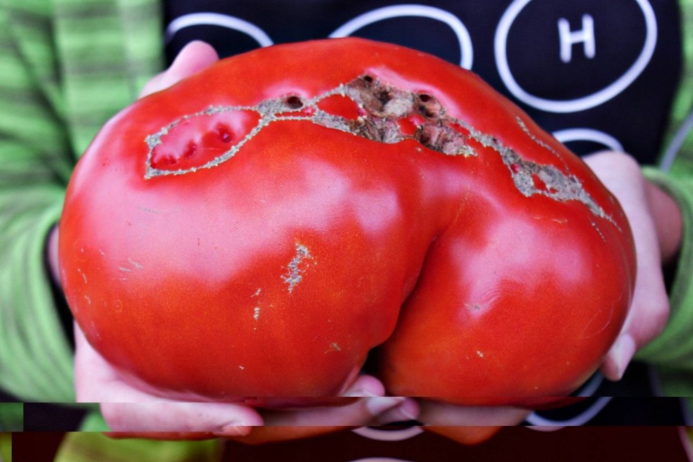 Попка помидора