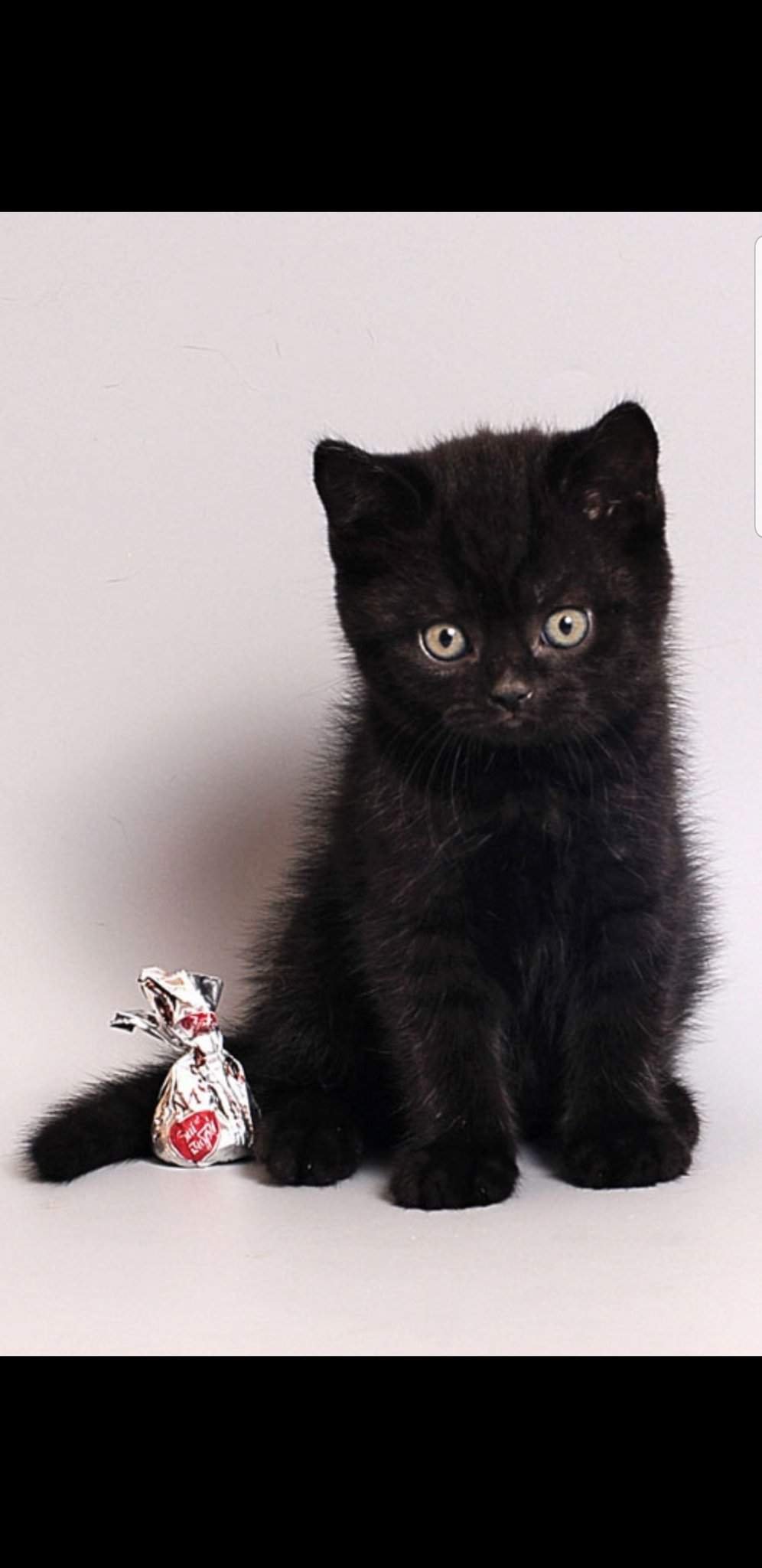 Британская короткошёрстная кошка черная