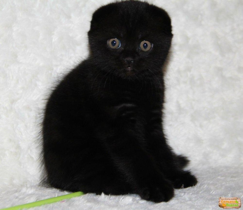 Скоттиш страйт черный вислоухий