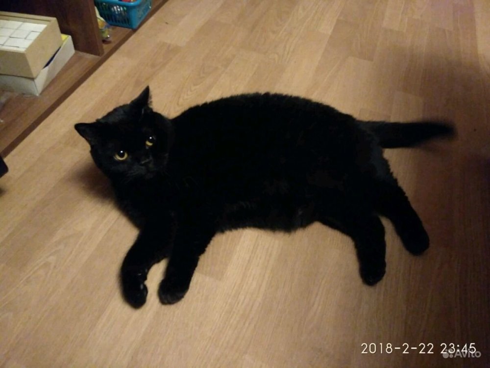 Скоттиш страйт кот черный сидит на попе