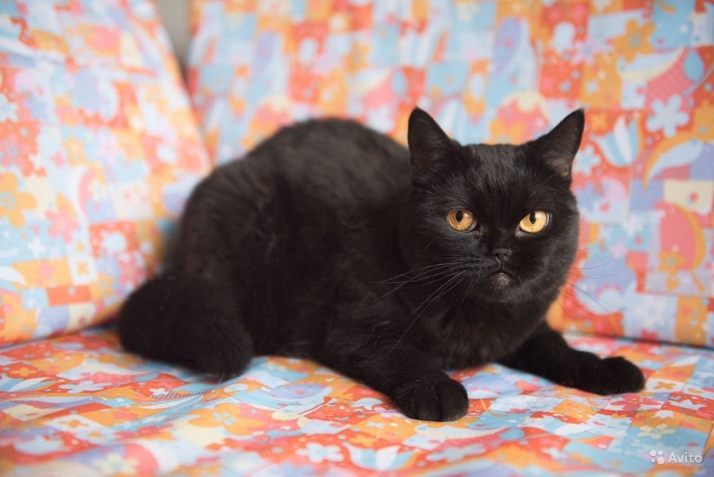 Британец кот черный с белым подшерстком