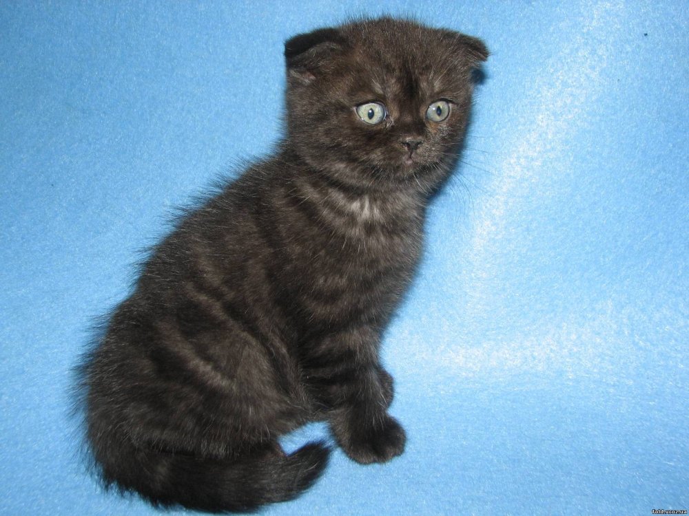 Вислоухий британец полосатый черный