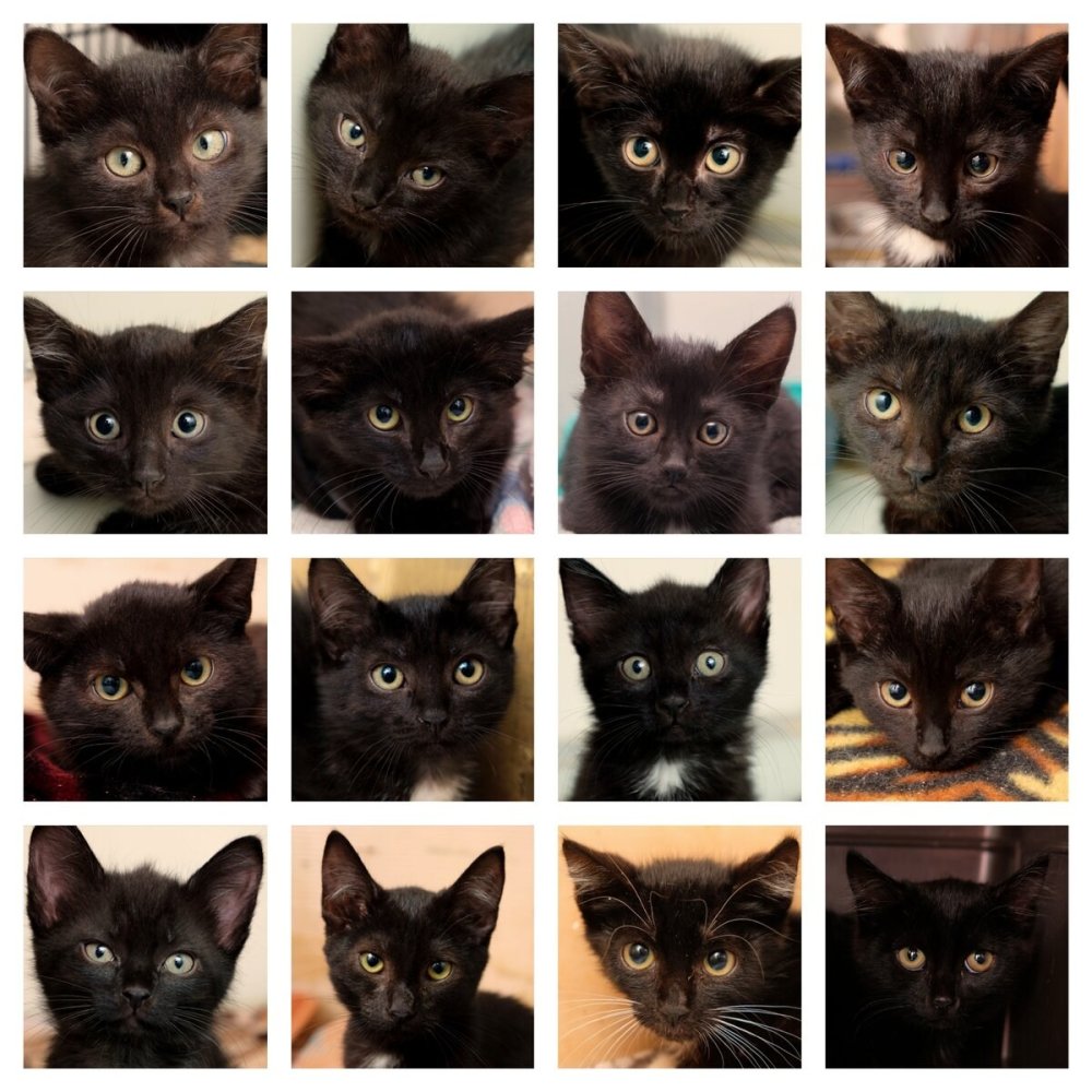 Шотландская вислоухая кошка черная