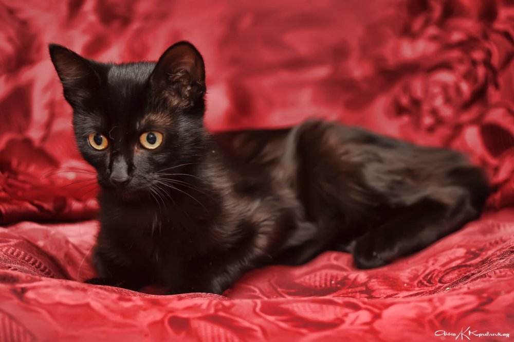Черный котенок