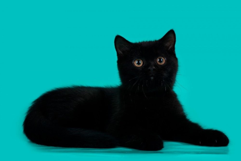 Британская короткошёрстная кошка черныйъ