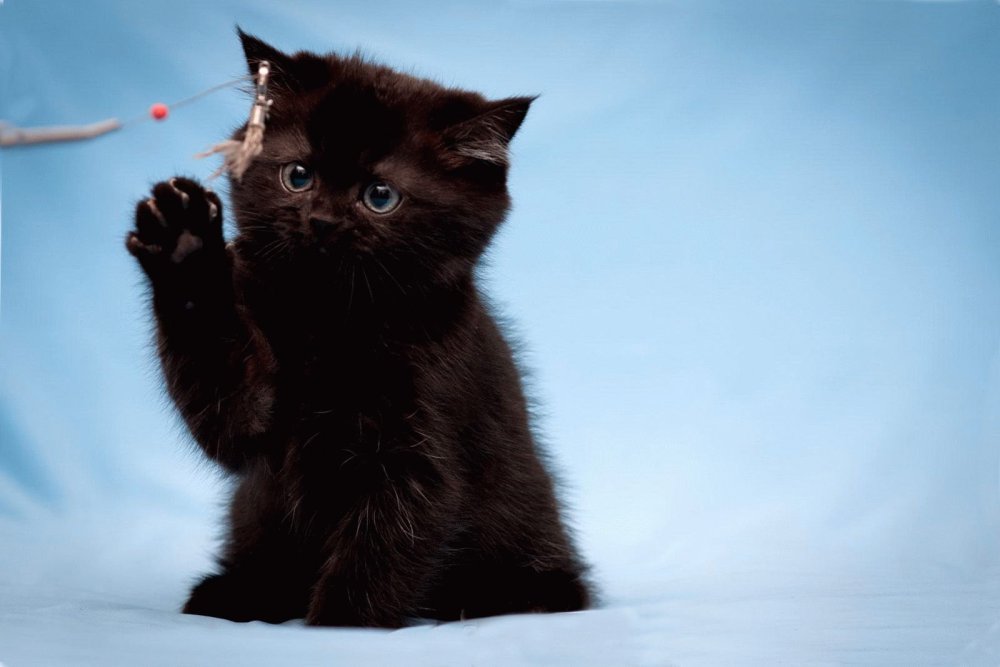 Черный кот и котенок