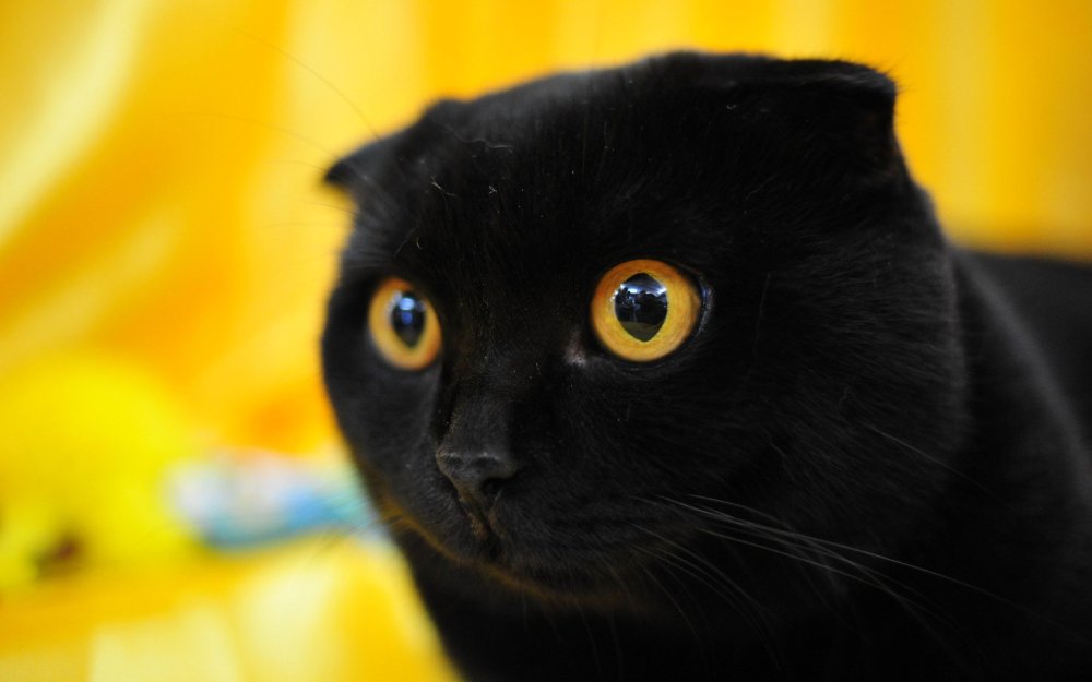 Шотландский черный котенок