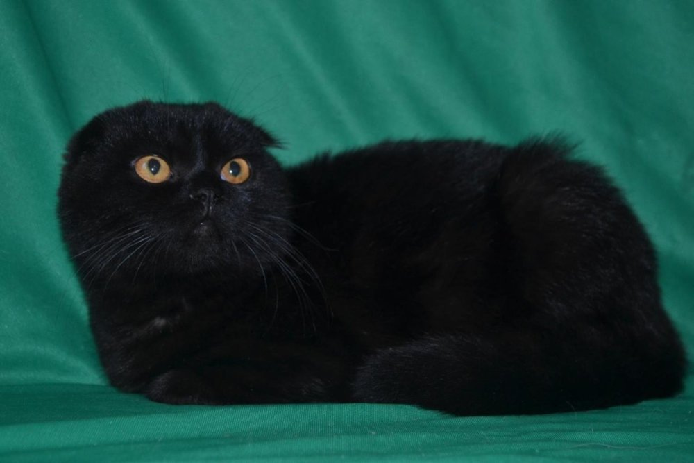 Скоттиш фолд черный