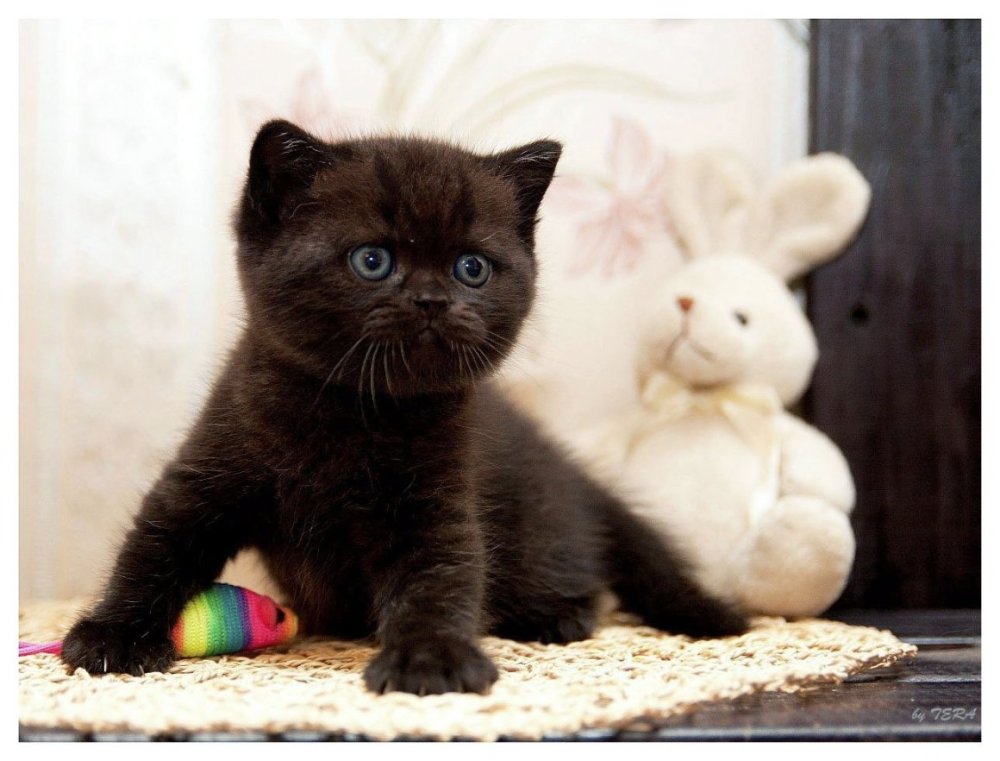 Скоттиш страйт черный вислоухий