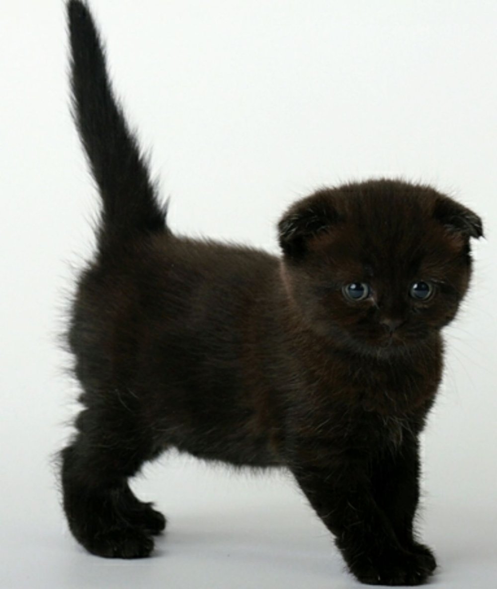 Вислоухий британец котенок черный