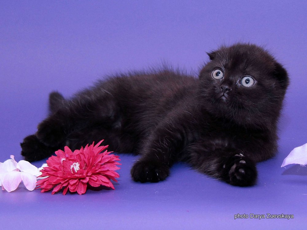 Черные Шотландские вислоухие котята