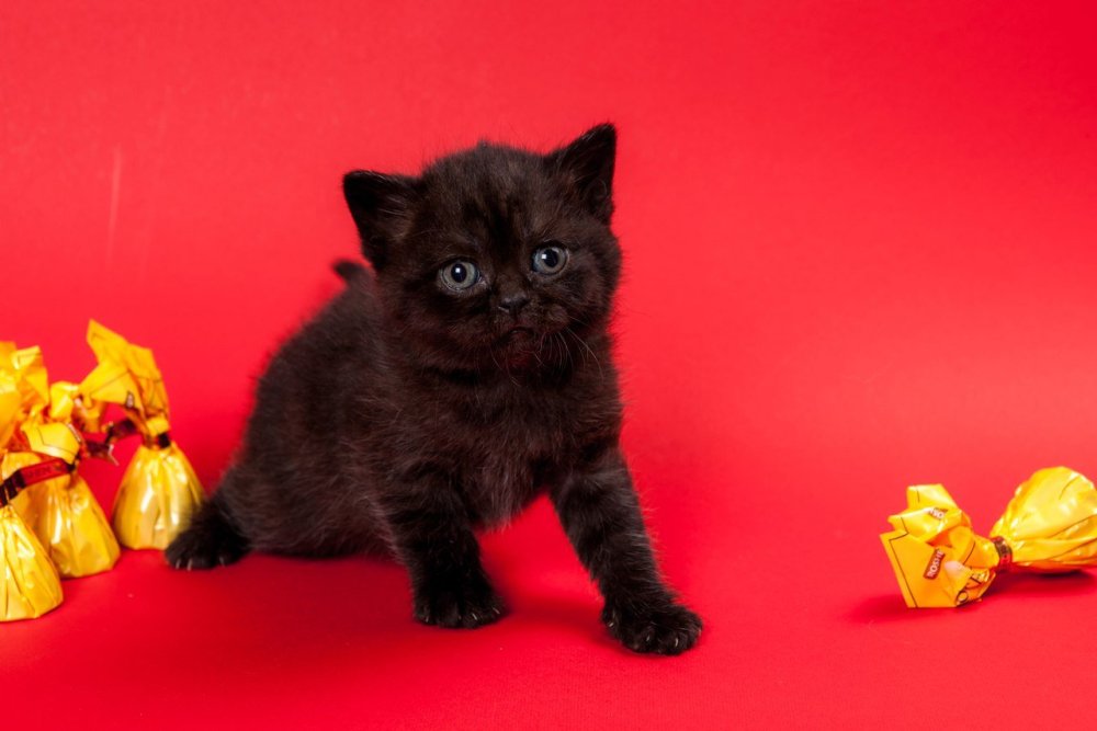 Британский кот черный