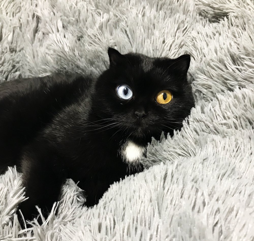 Британский кот черный с белым