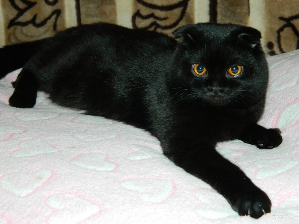 Шотландская вислоухая кошка черная
