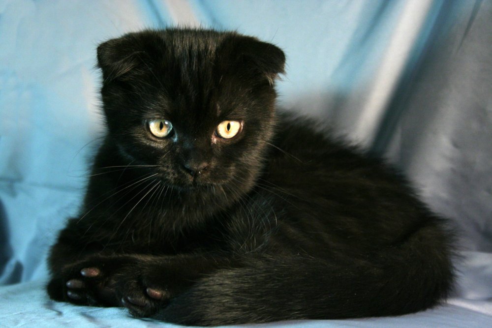 Кот черный с бабочкой и вислоух не Барс