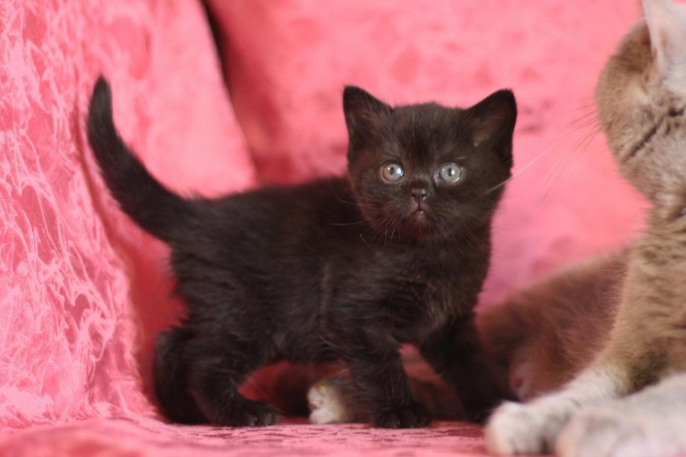 Шотландские котята страйт черный