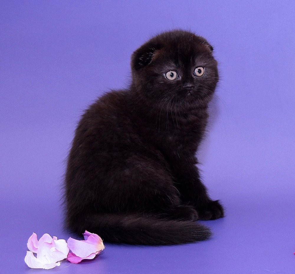 Шотландец вислоухий черный