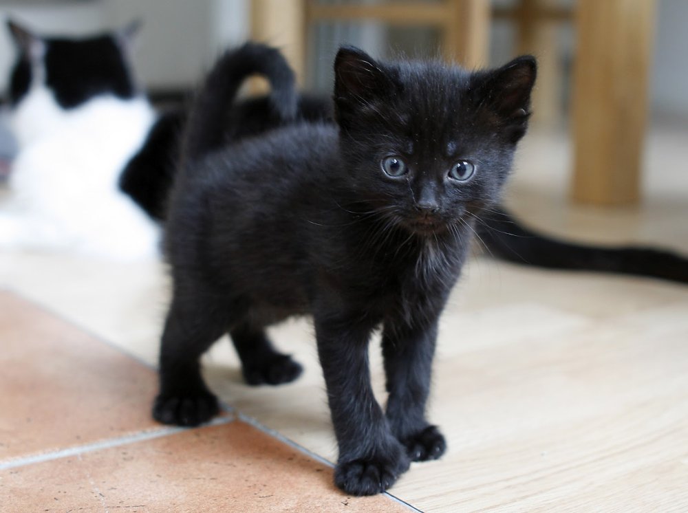 Маленький черный котенок