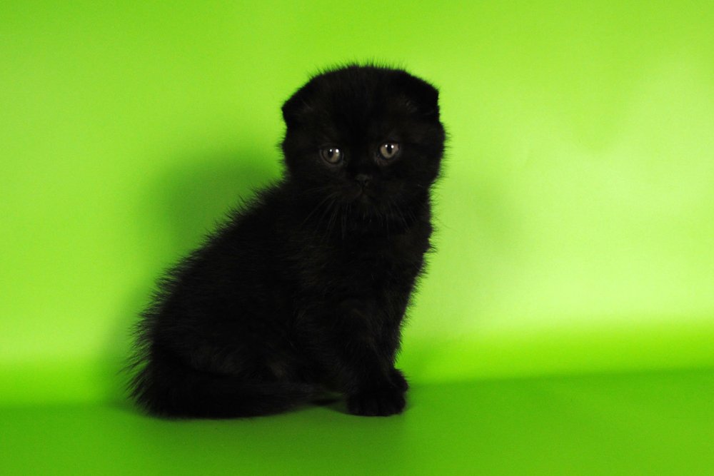 Черные Шотландские вислоухие котята