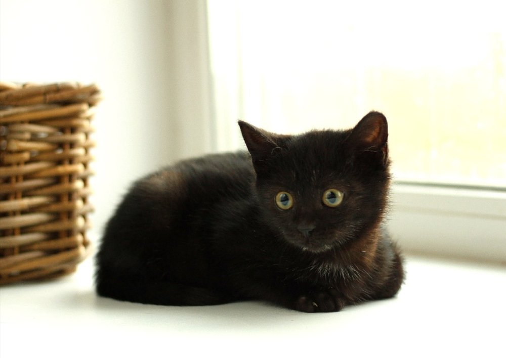 Черные котята Нижний Новгород