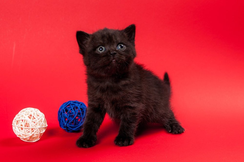 Котенок на черном фоне красный